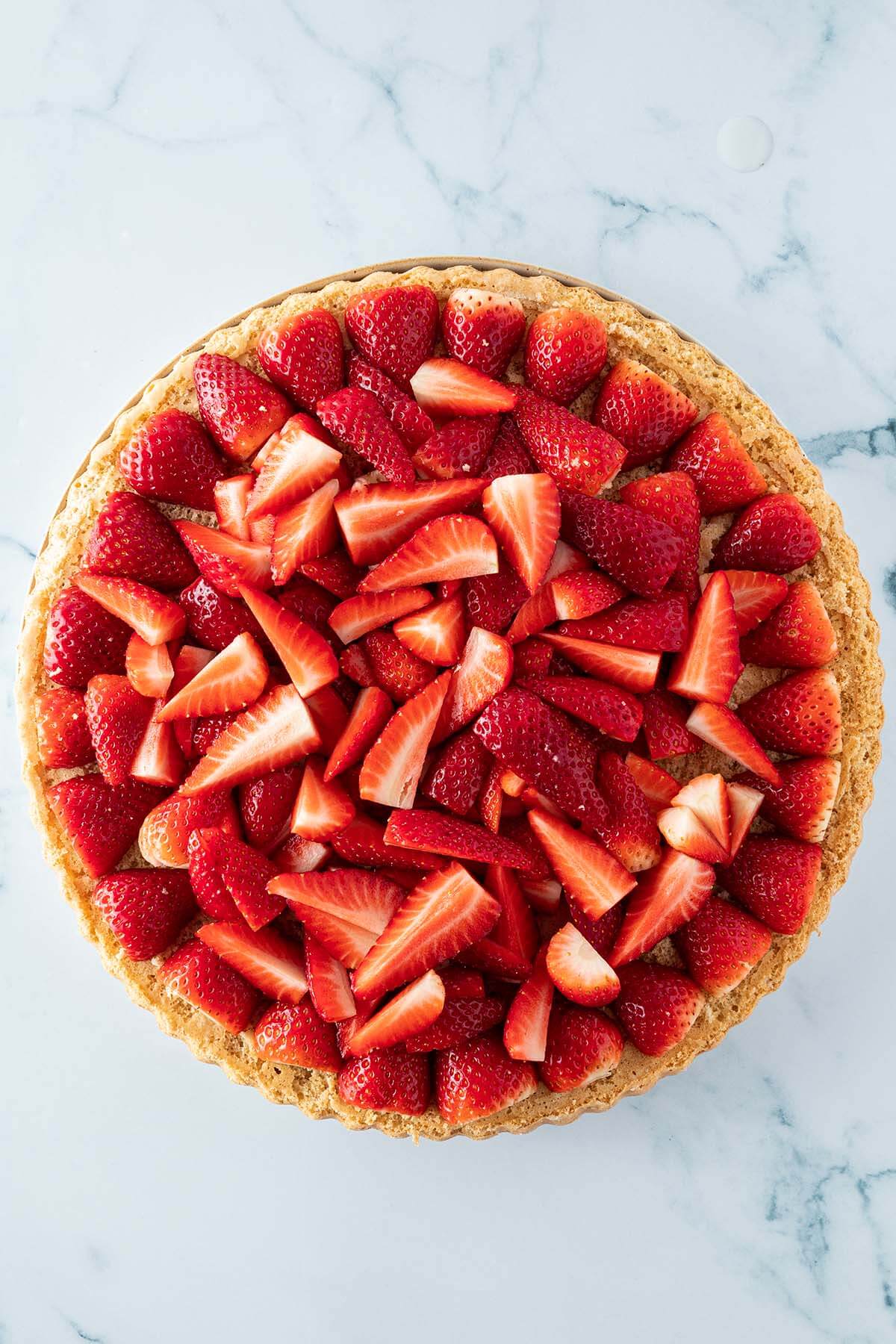 Biskuitboden f&uuml;r den Erdbeerkuchen mit frischen Erdbeeren belegt.